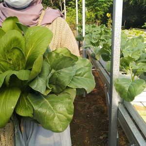 Kebun
