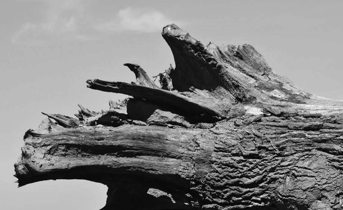 root-2406725_1920